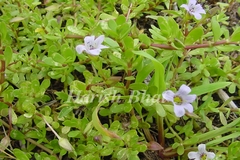 Bacopa monnieri